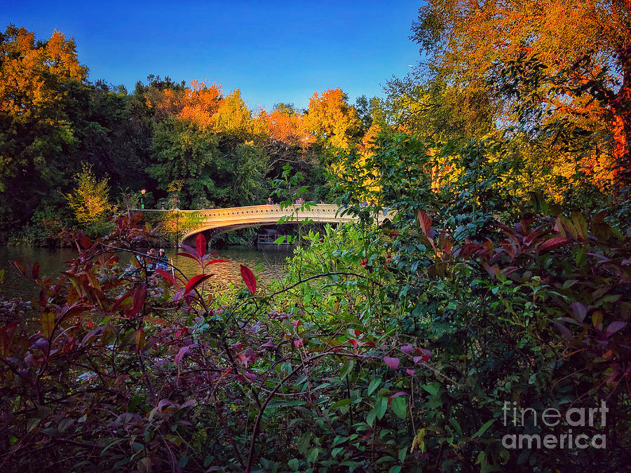 Central Park Photograph - Bow Bridge - Fall Foliage Central Park New York by Miriam Danar