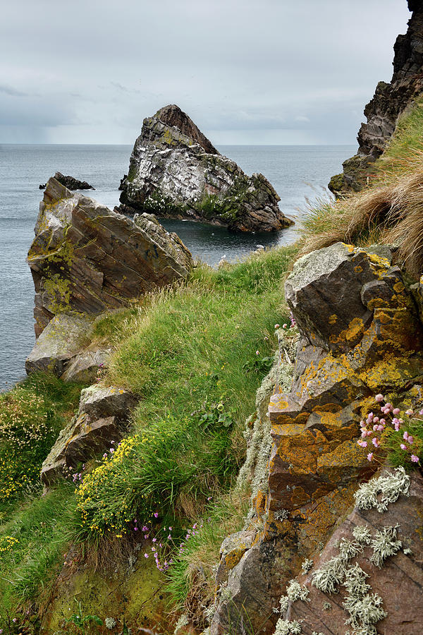 Bow Fiddle Rock quartzite sea arch and rocks on cliff with flowe Photograph by Reimar Gaertner