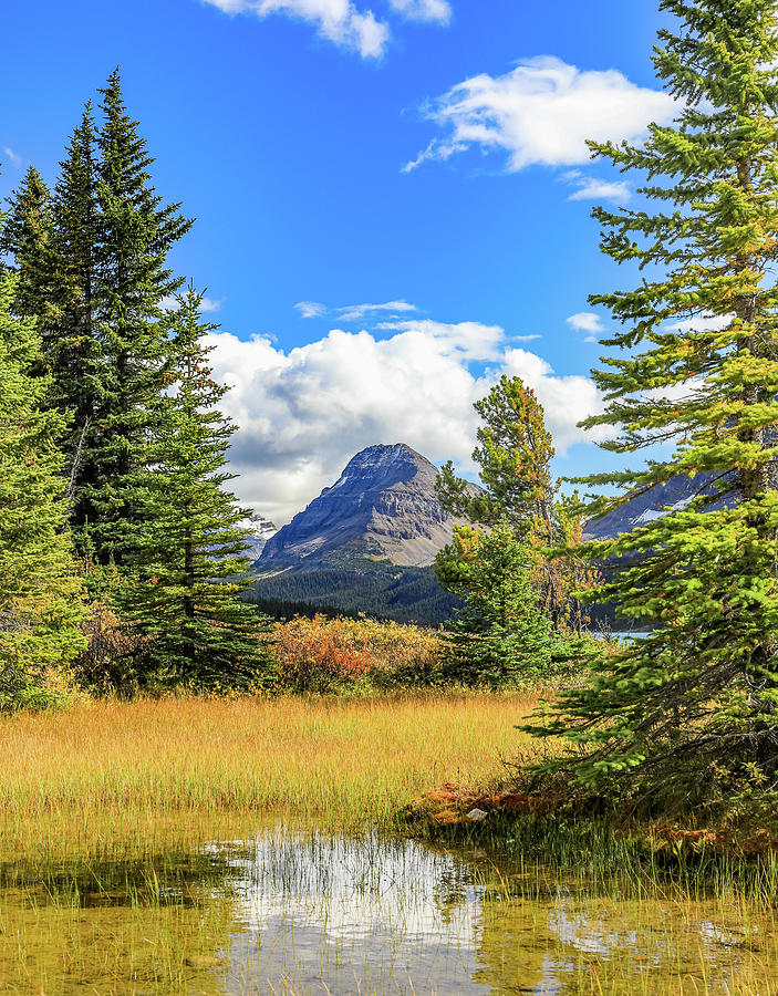 Bow Lake Autumn Reflection by Dan Sproul Bow Lake Autumn Reflection by Dan Sproul