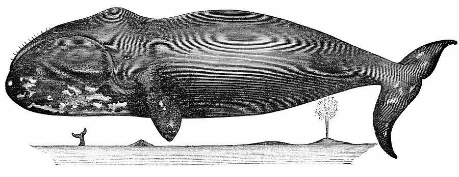 Bowhead Whale Balaena Mysticetus Digital Art by Ilbusca