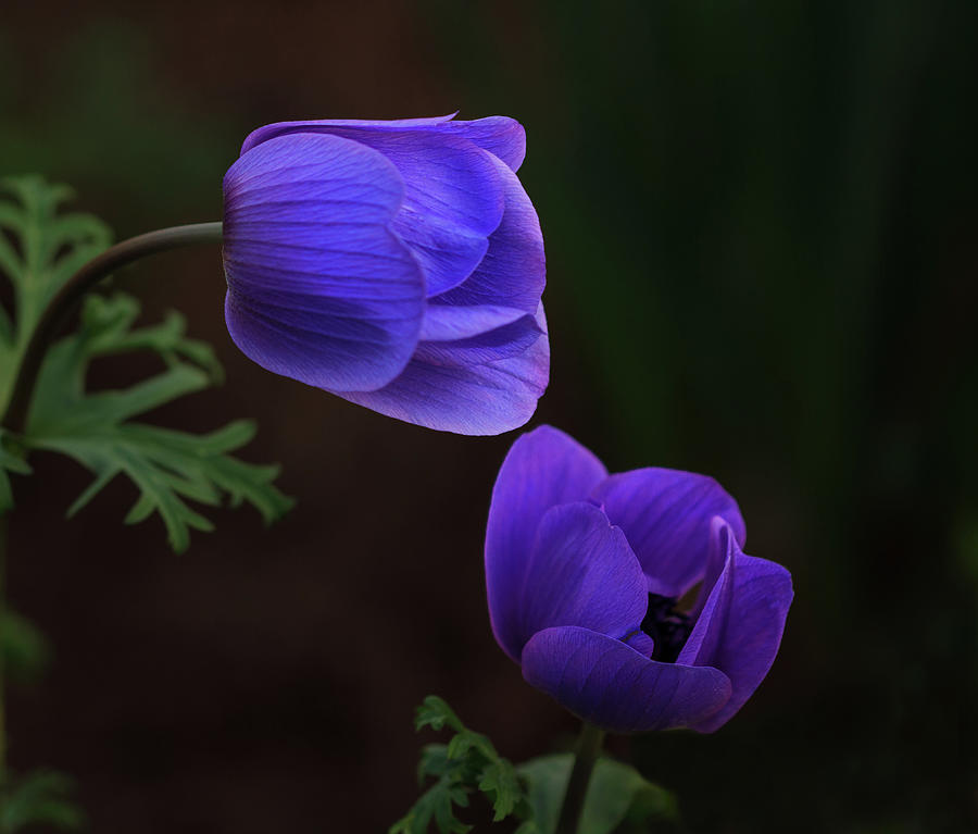 Bowing Blooms Photograph by Robert Pilkington