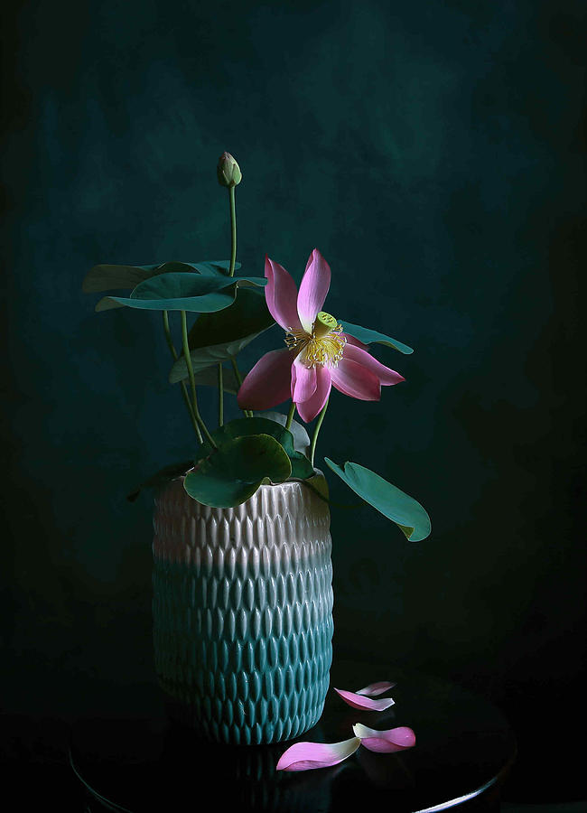 Still Life Photograph - Bowl Lotus 14 by Fangping Zhou
