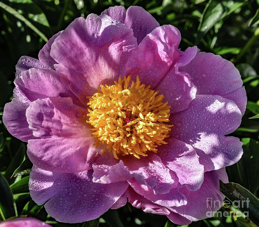 Bowl Of Beauty Peony In The Shadows Photograph