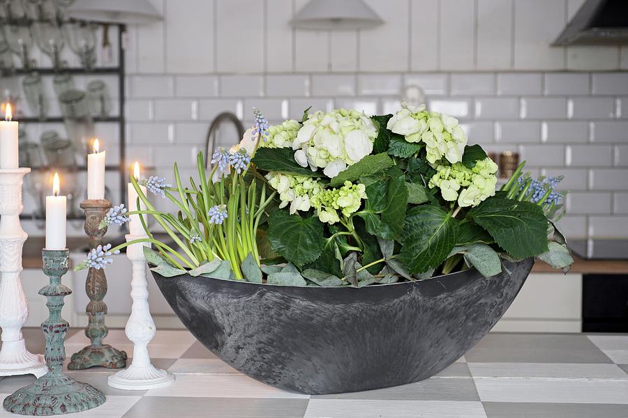 Bowl Planted With White Hydrangea And Grape Hyacinths Photograph by Cecilia Mller