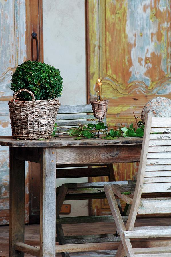 Box Bush In Vintage Wicker Planter Next To Arrangement Of Leaves And Candlestick On Wooden Table In Front Of Wood-panelled Wall With Peeling Paint Photograph by Christophe Madamour