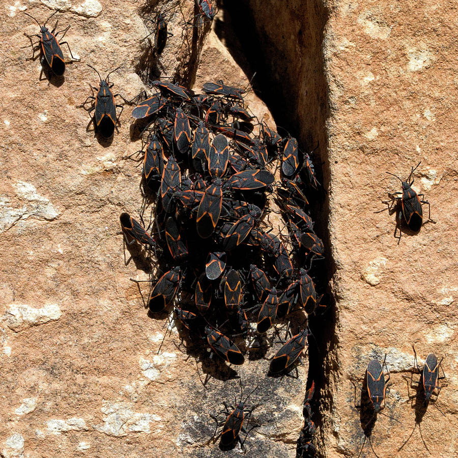 Box Elders Bugs Clustering on Warm Sandstone  Photograph by Kathleen Bishop