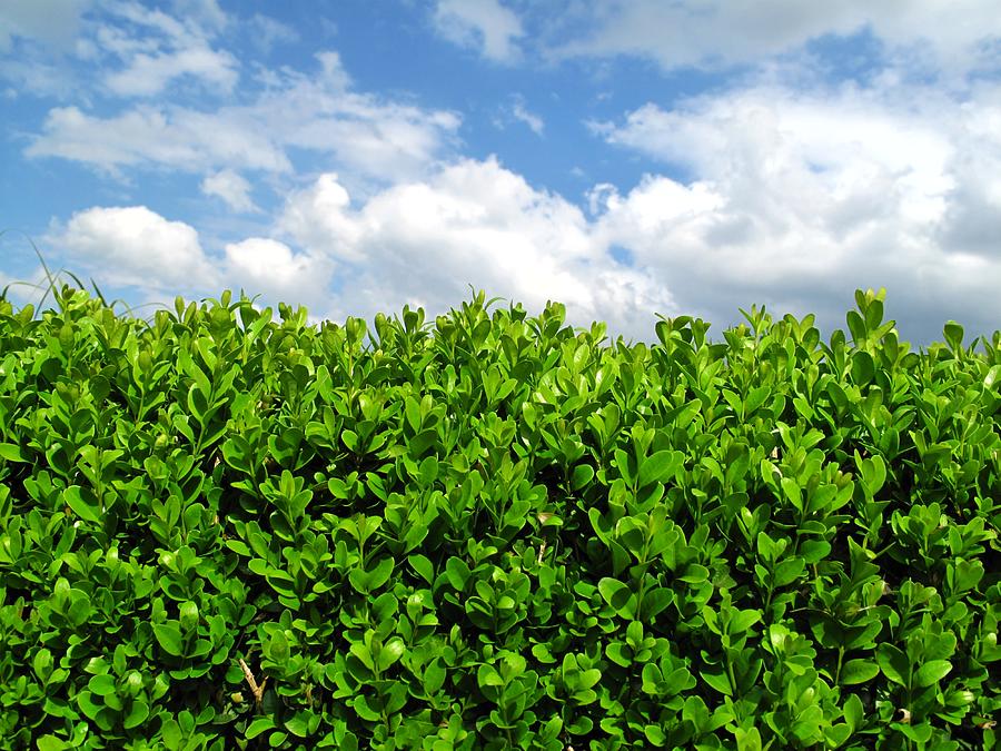 Box Hedge Photograph by Fotolinchen