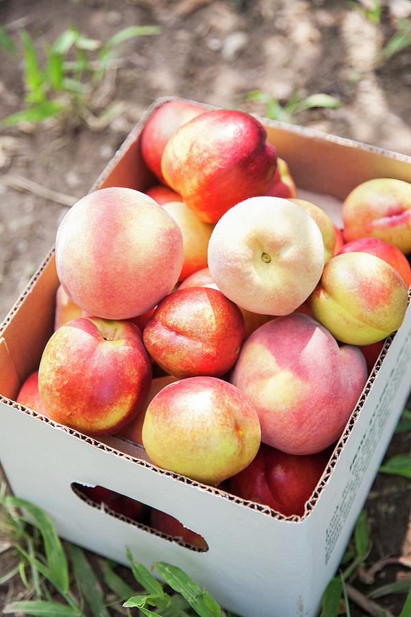 Box Of Freshly Picked Peaches Photograph by Jacqueline Veissid