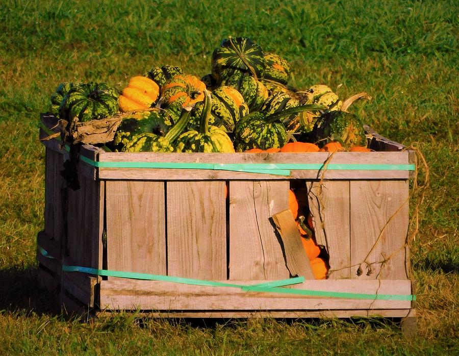 - Box of Gourds Photograph by THERESA Nye
