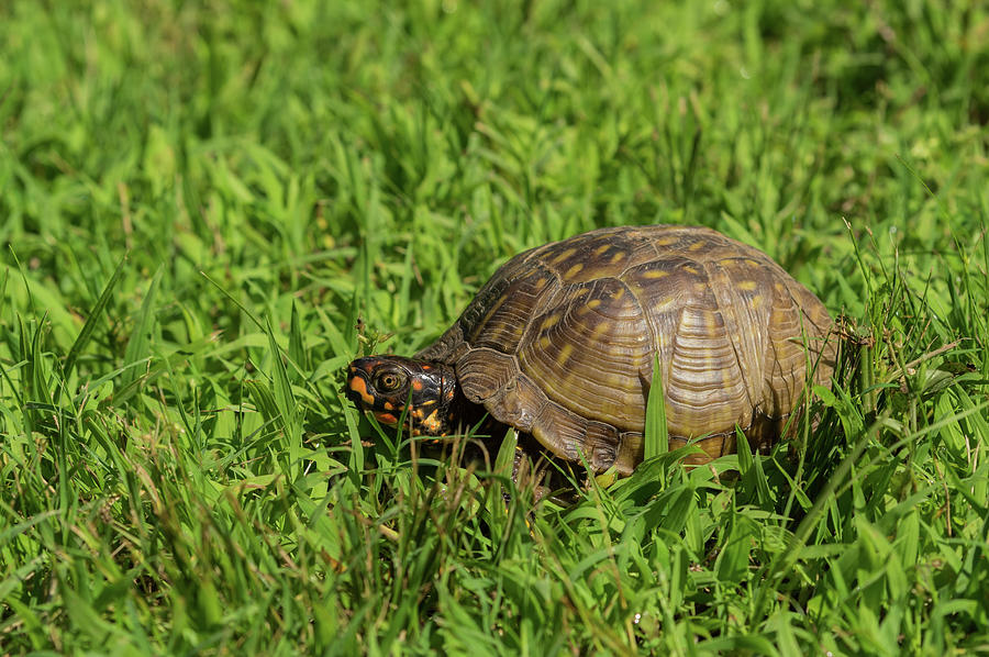 Box Turtle - 3349 Photograph by Jerry Owens - Fine Art America