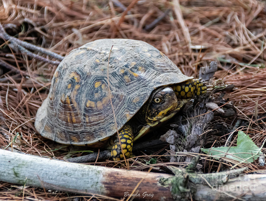 Box turtle Photograph by Brenda Gray - Fine Art America