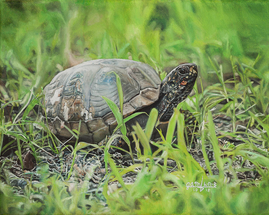 Box Turtle in Grass Painting by Joshua Martin