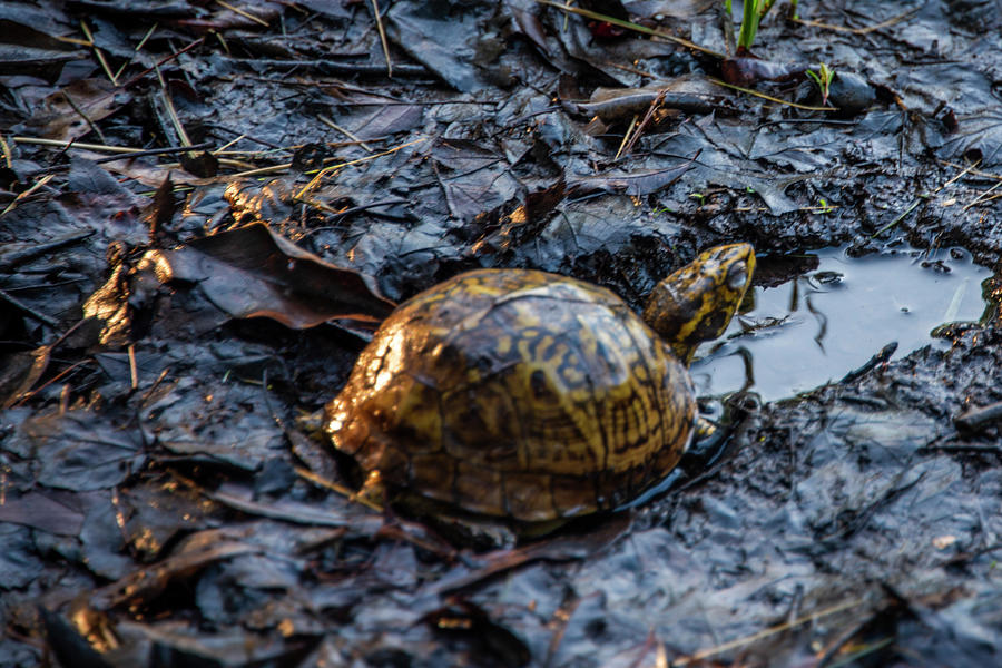 Box Turtle in the Wetlands Photograph by Bill Cannon