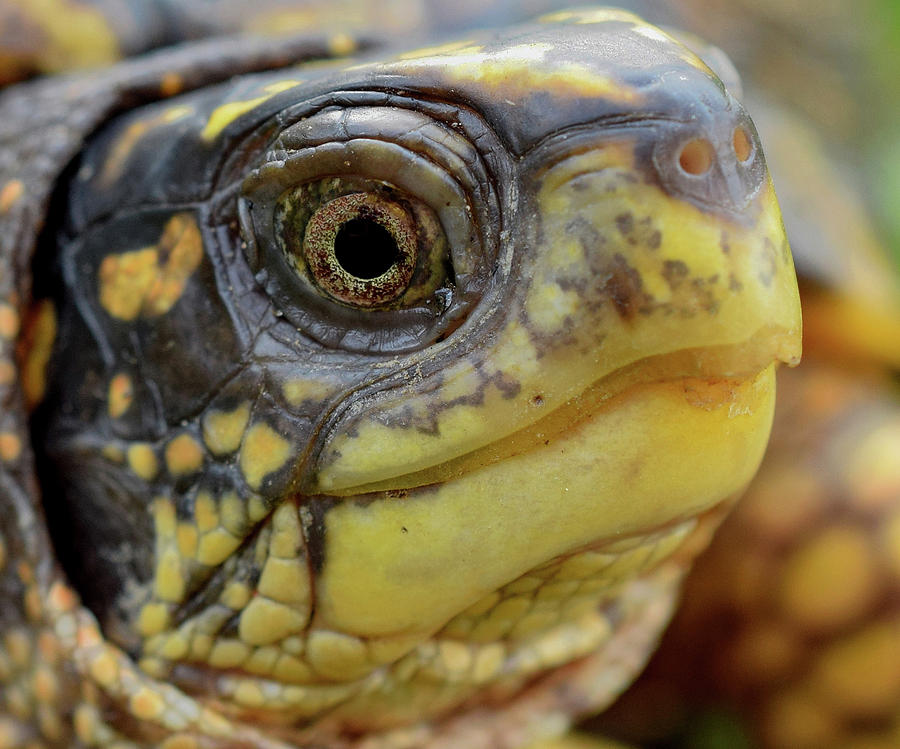 Box Turtle Model Photograph by Sarah Lord - Fine Art America