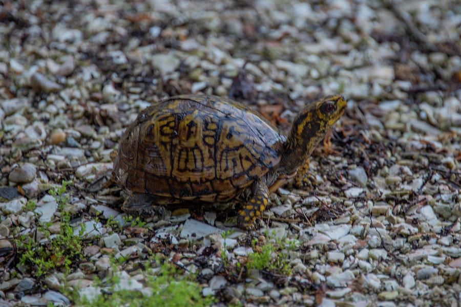 Box Turtle on the Move Photograph by Bill Cannon