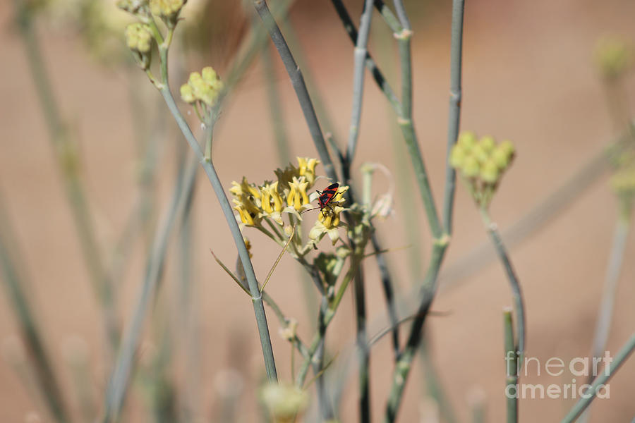 Boxelder Beetle on Desert Milkweed  Photograph by Colleen Cornelius