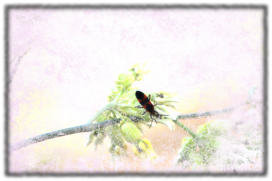 Boxelder Bug in Morning Haze Photograph by Colleen Cornelius
