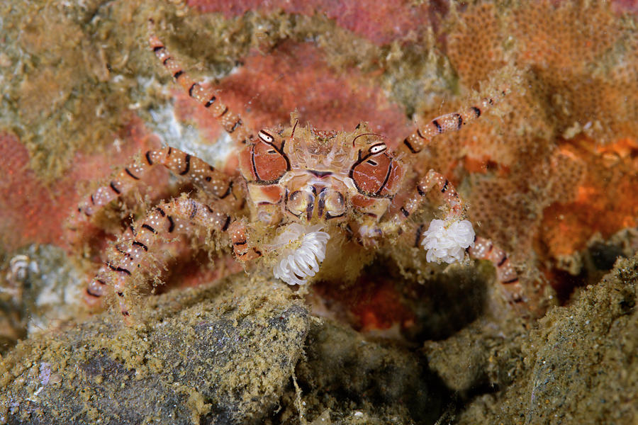 Boxer Crab Photograph by Andrew Martinez