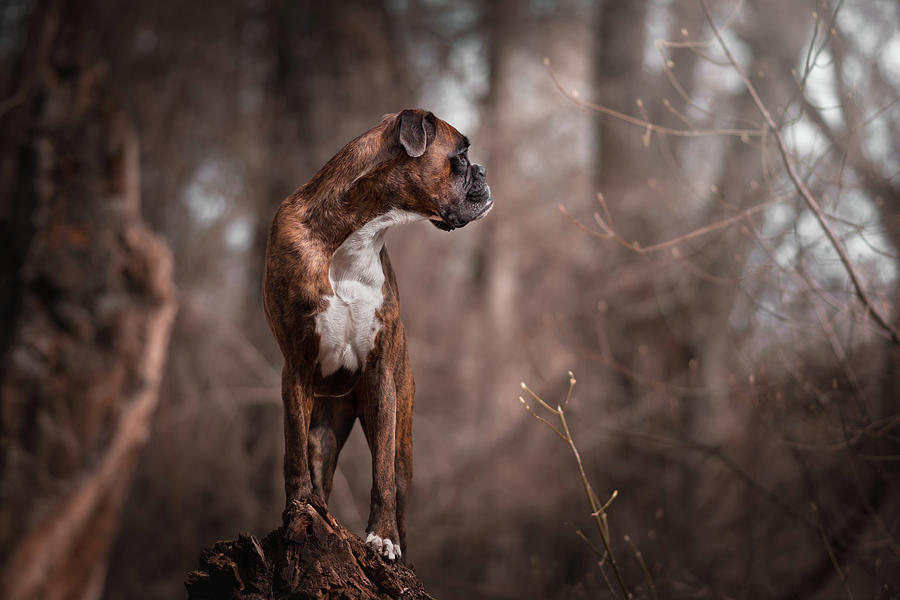 Boxer Dog Checking Her Territory Photograph
