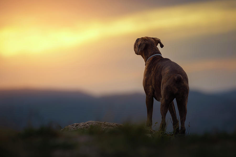 Boxer Dog Enjoy The Sunset Photograph