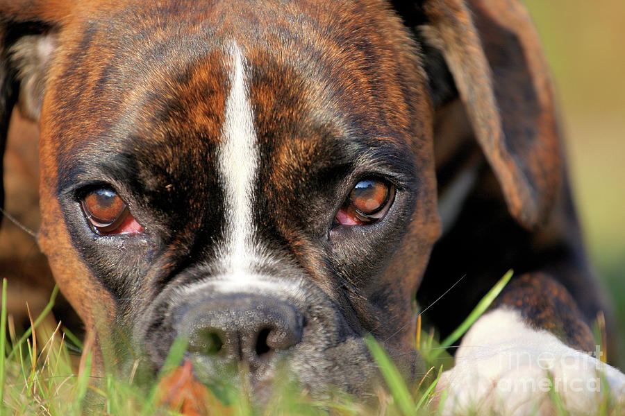 dog boxer face