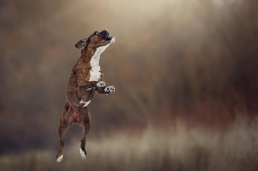 Boxer Dog Jump In The Air Photograph