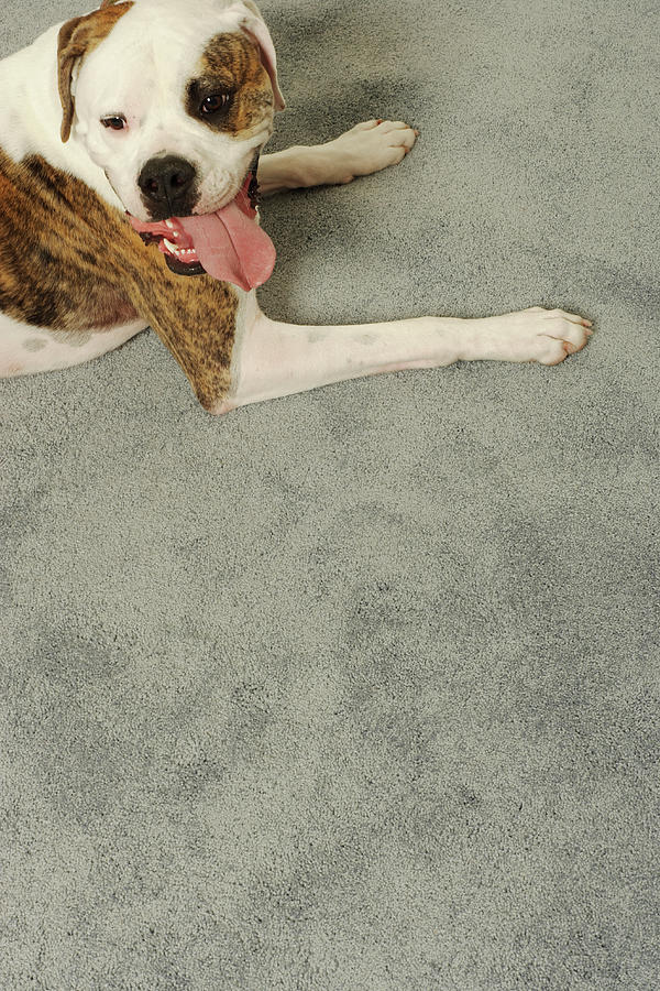 Boxer Dog Lying On Carpet, Overhead View Photograph by Dtp