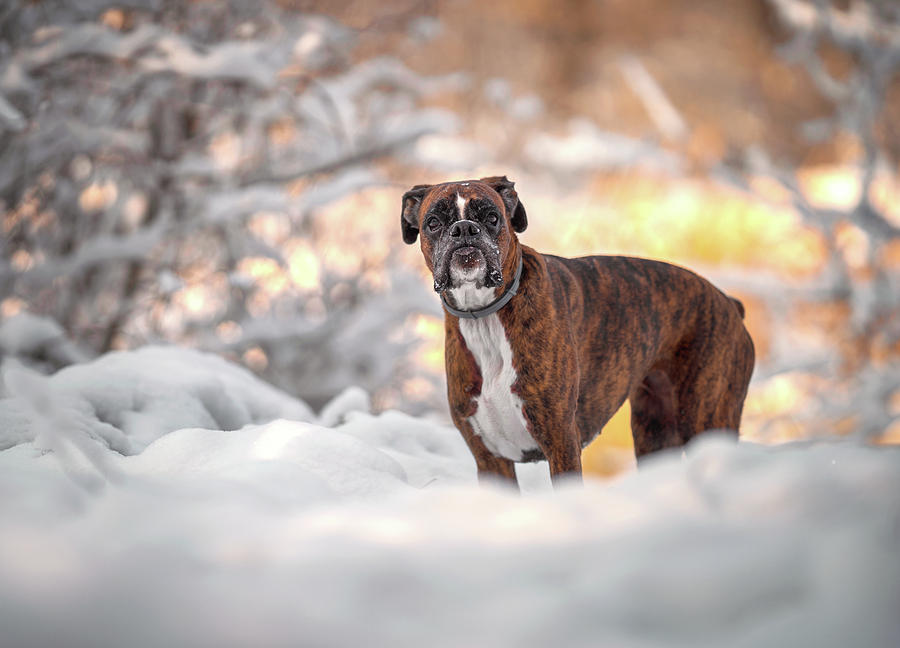 Boxer Dog Portrait Photograph