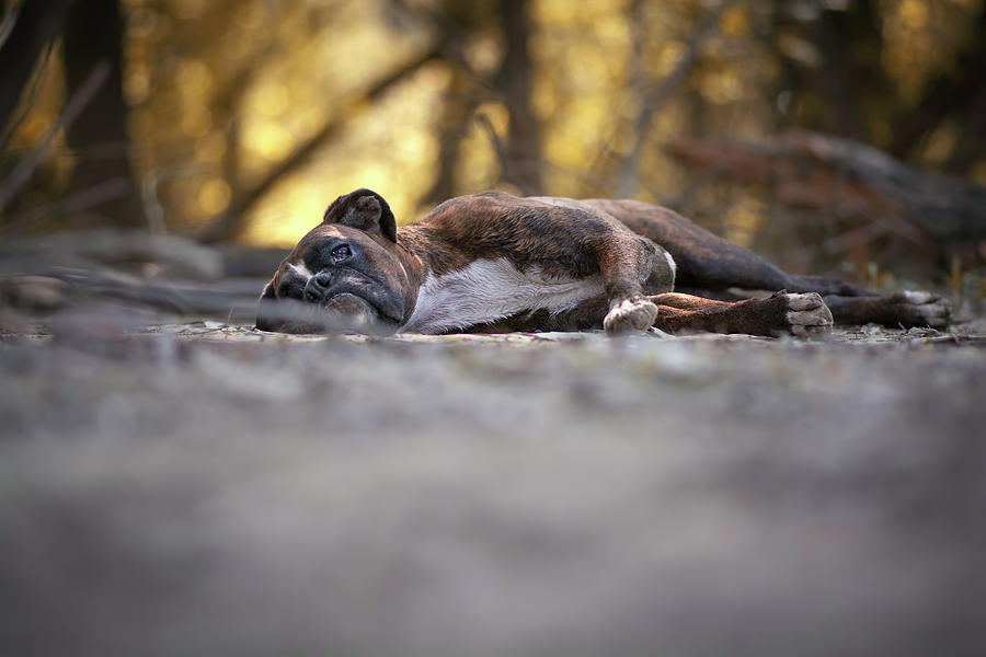 Boxer Dog Resting In The Forest Photograph