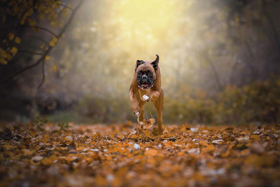 Boxer Dog Running In The Forest Photograph