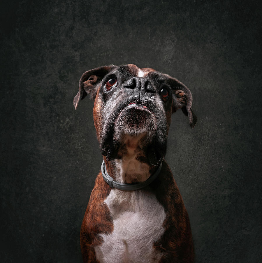 Boxer Portrait Photograph