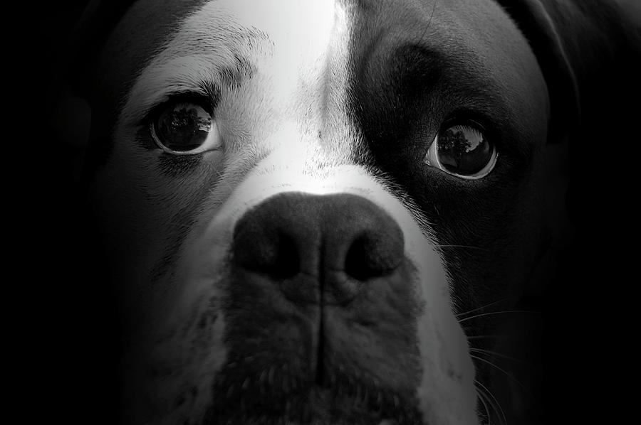 Animal Photograph - Boxer Pup by Lori Hutchison