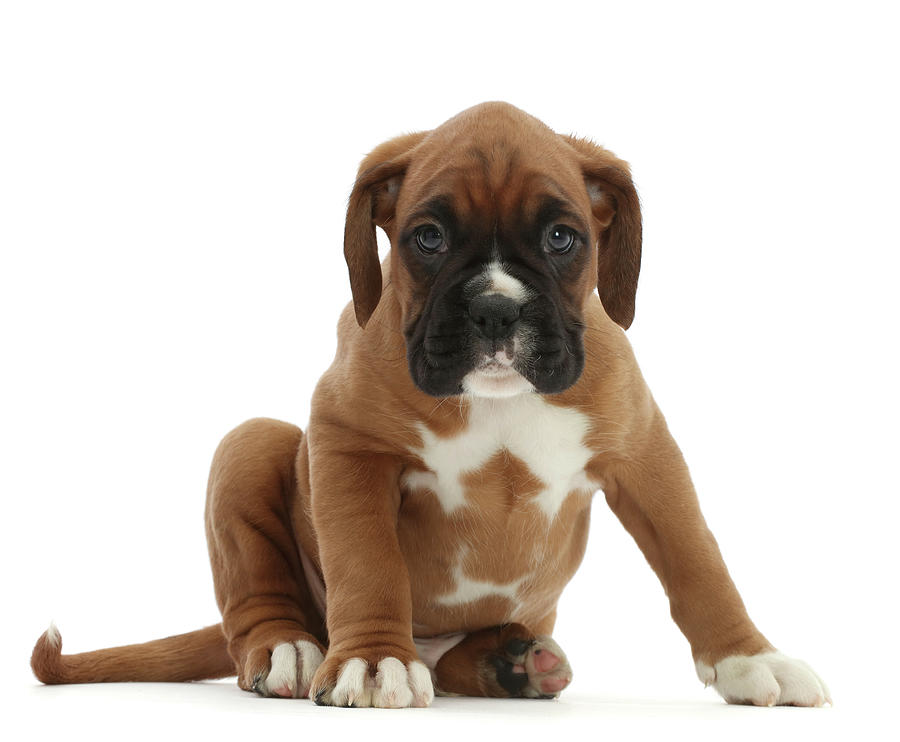 Boxer Puppy, 6 Weeks Old, Standing Photograph by Mark Taylor
