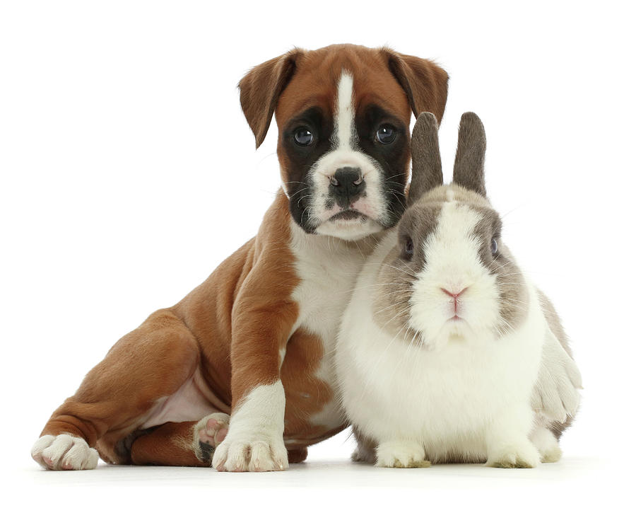 Boxer Puppy And Netherland Dwarf Rabbit Photograph by Mark Taylor