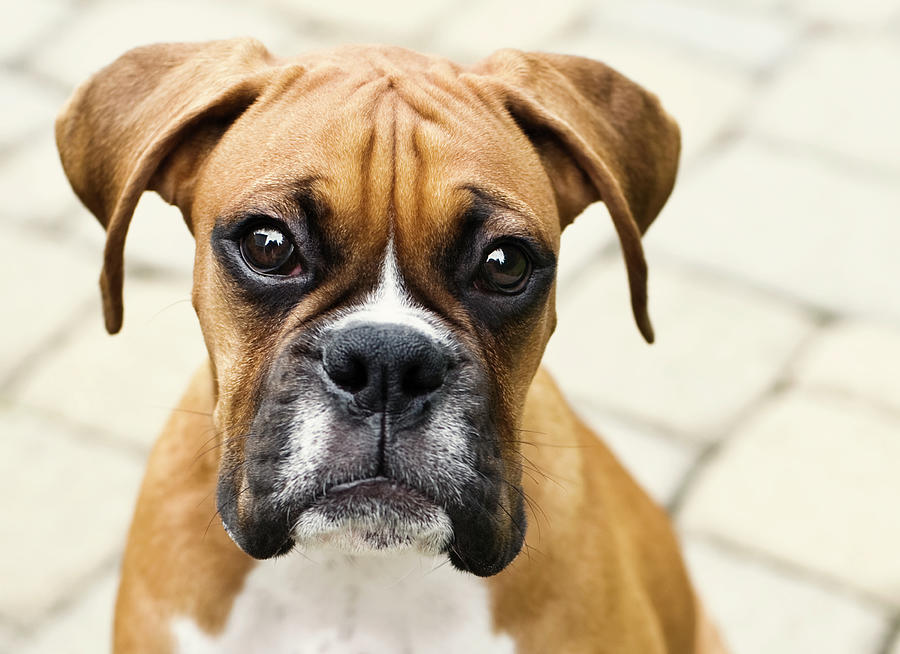 Boxer Puppy by Jody Trappe Photography