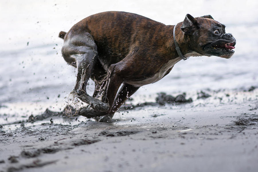 Boxer Running In The Mud Photograph