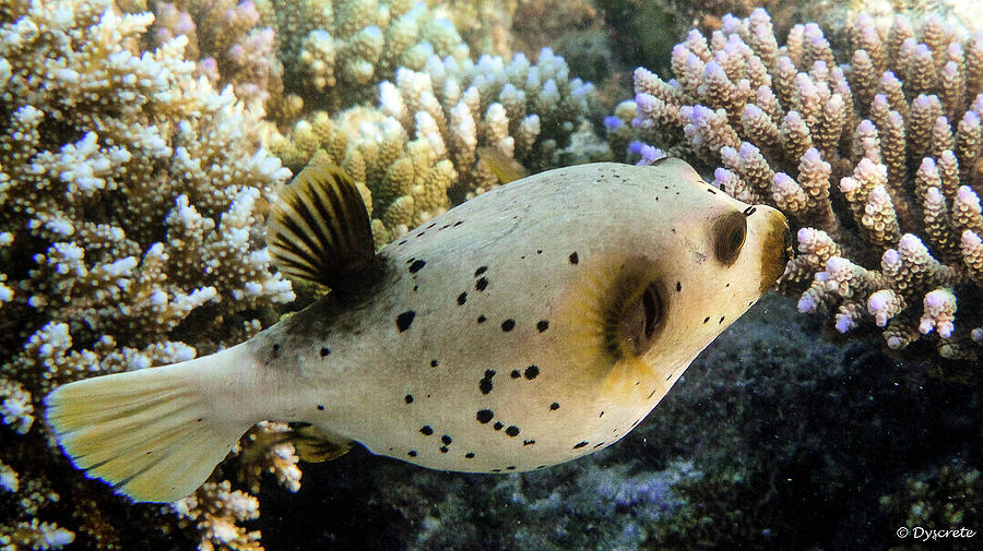 Boxfish Photograph by Dyscrete Pics - Fine Art America