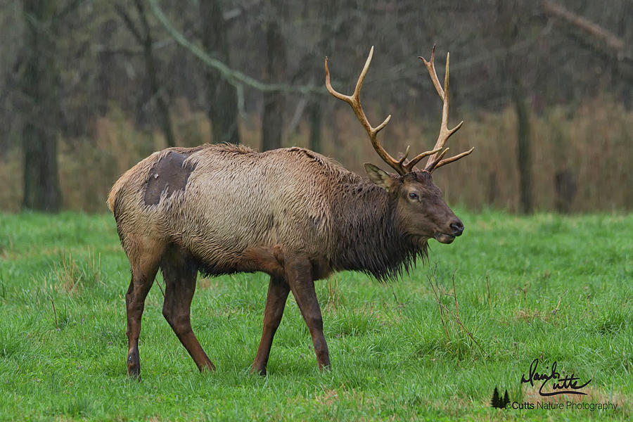 Boxley Valley Photograph - Boxley Elk by David Cutts Boxley Valley Photograph - Boxley Elk by David Cutts