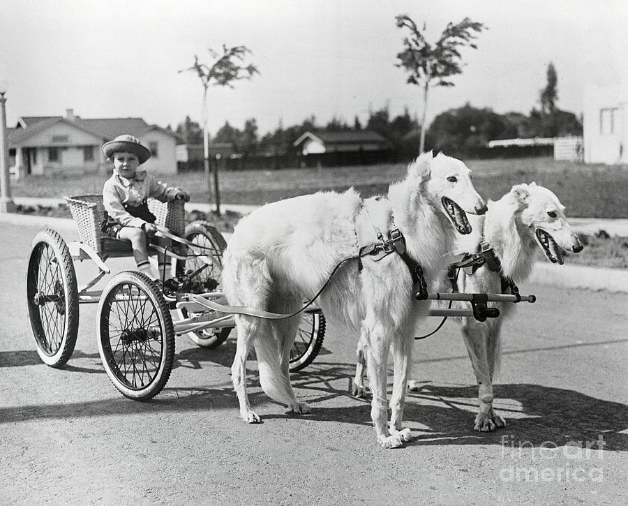 Boy Driving Dogs Photograph by Bettmann