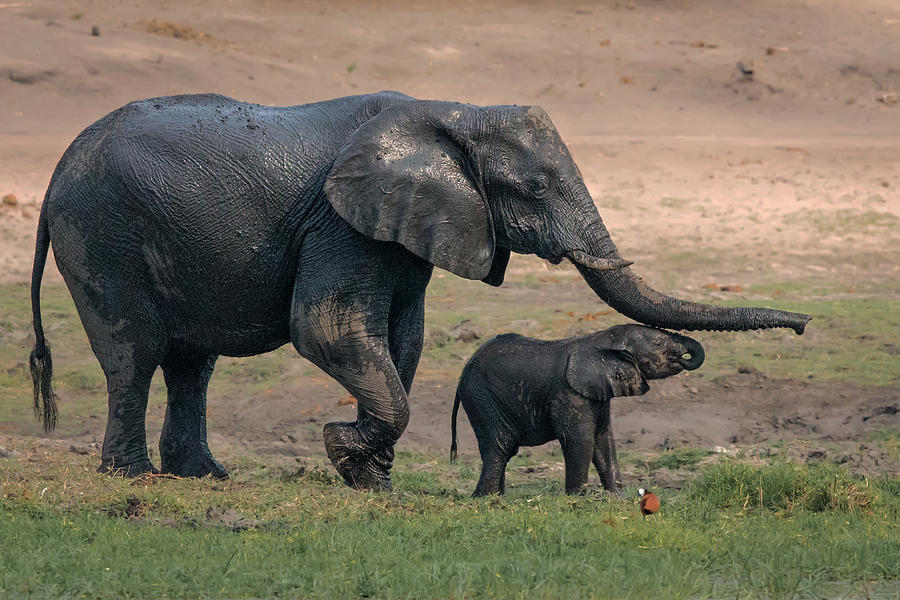 Boy, Let's Go To The River Photograph By Young Feng - Fine Art America