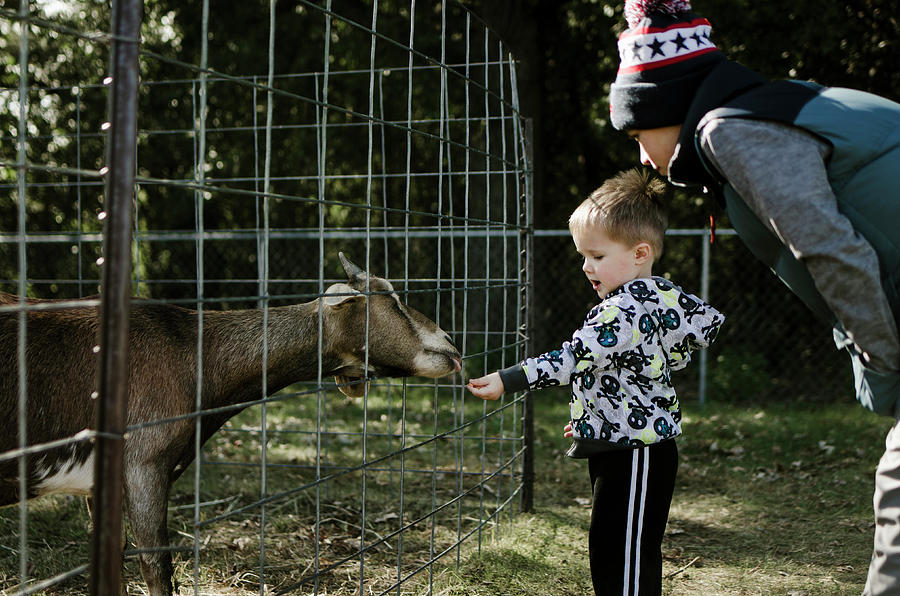 Boy Looking At Brother Feeding Goat Photograph by Cavan Images - Fine ...