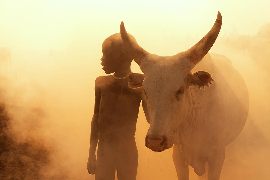 Cow Photograph - Boy Of Cattle by Hesham Alhumaid