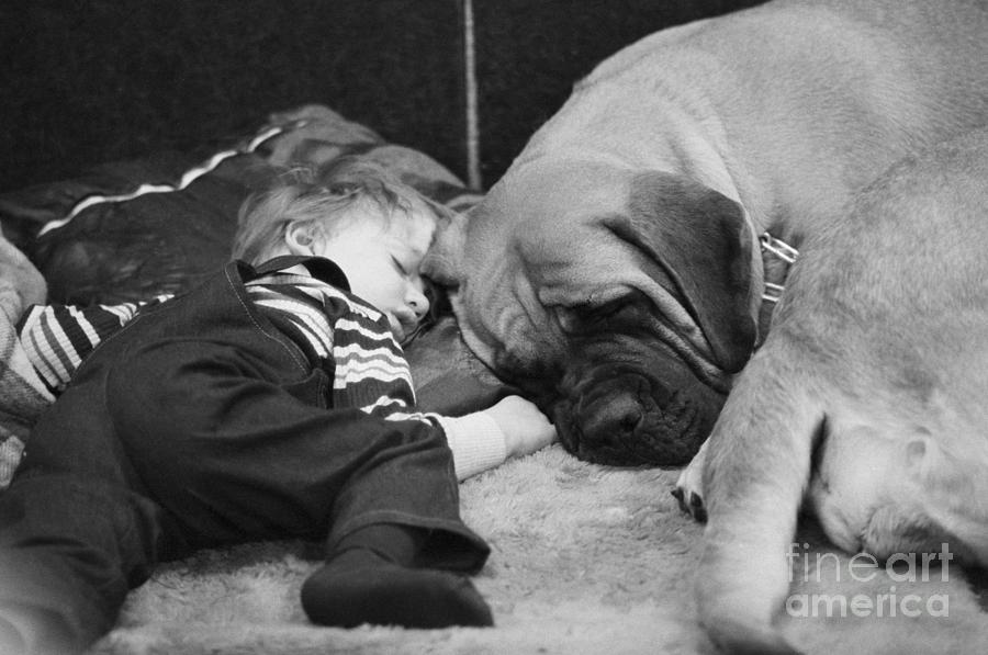 Boy Sleeping With Mastiff Photograph by Bettmann