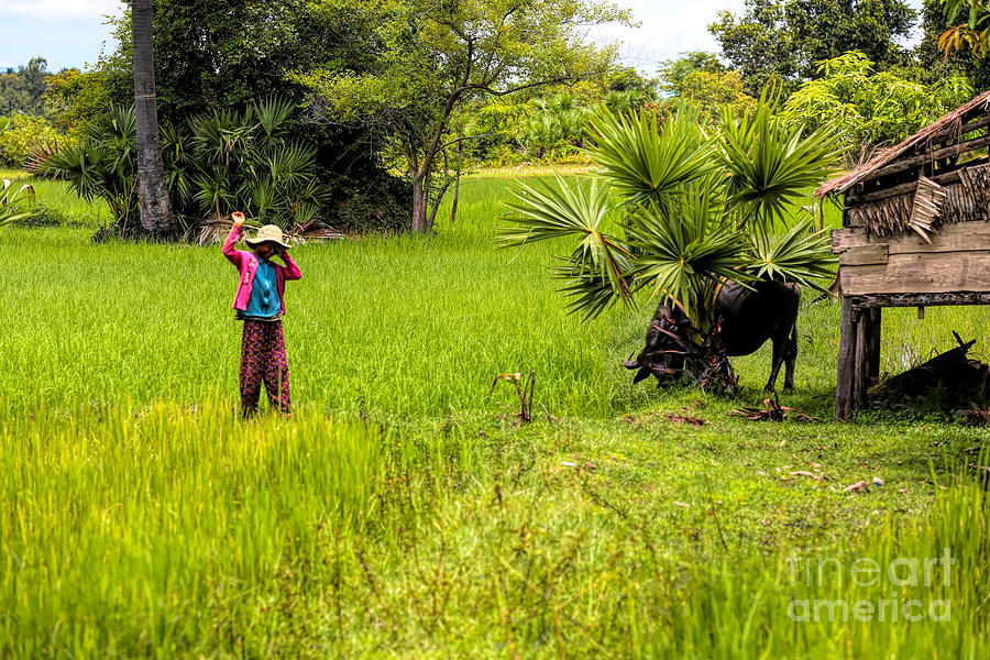 Boy wave Rice fields Cambodia  Photograph by Chuck Kuhn