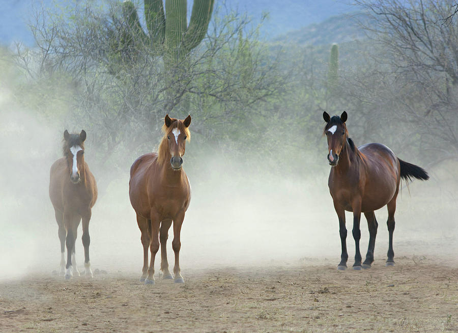 Stallions Are Back In Town Photograph by Barbara Sophia Travels Stallions Are Back In Town Photograph by Barbara Sophia Travels