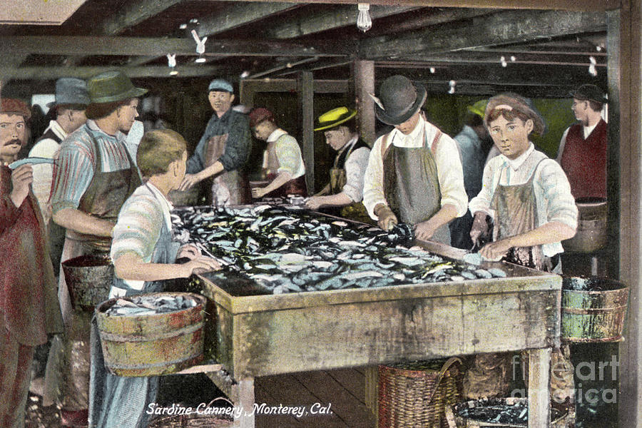Fish Photograph - Boys cutting Sardine Canning, Montetey, Cal. circa 1908 by Monterey County Historical Society