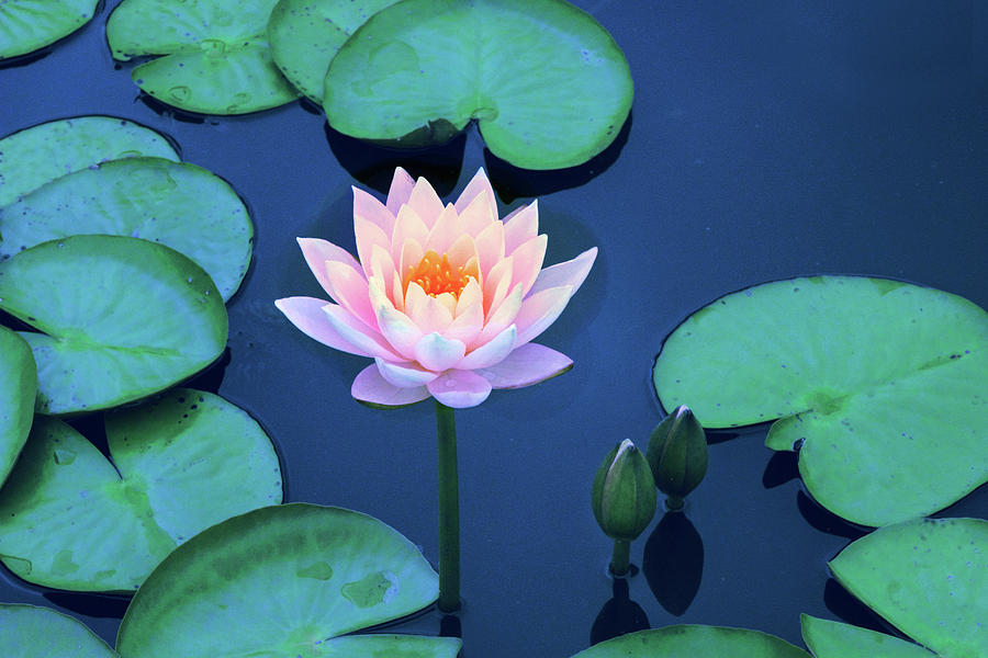Lilies Photograph - Lotus Layers by Jessica Jenney Lilies Photograph - Lotus Layers by Jessica Jenney