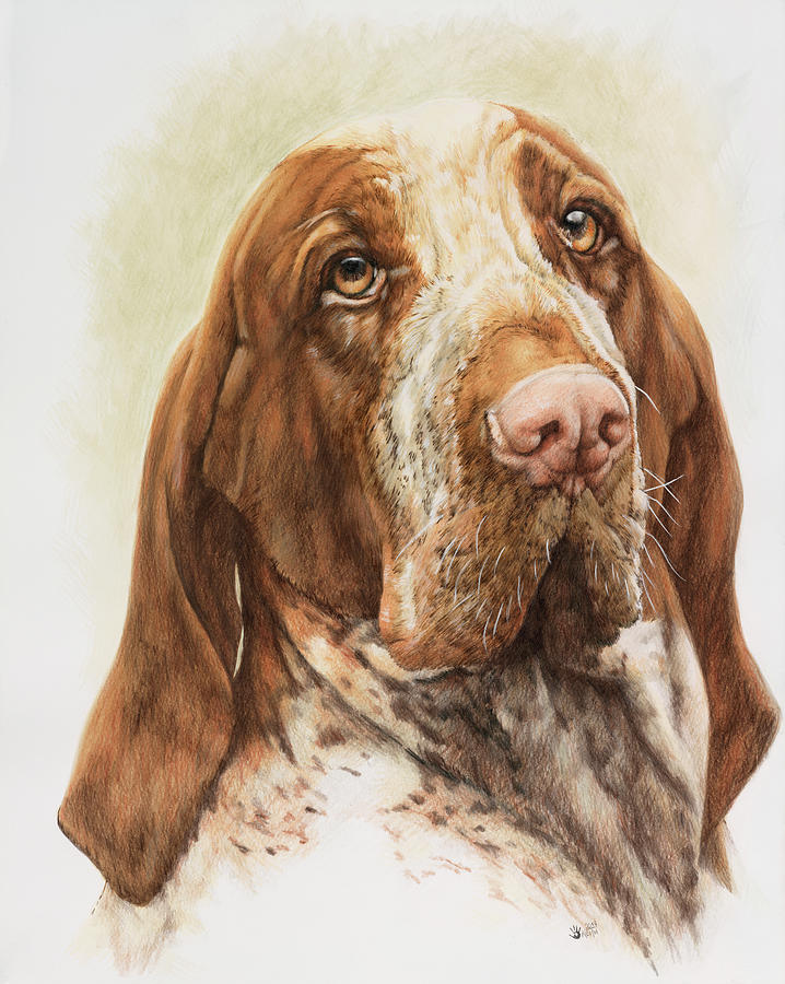Dog Painting - Bracco Italiano by Barbara Keith