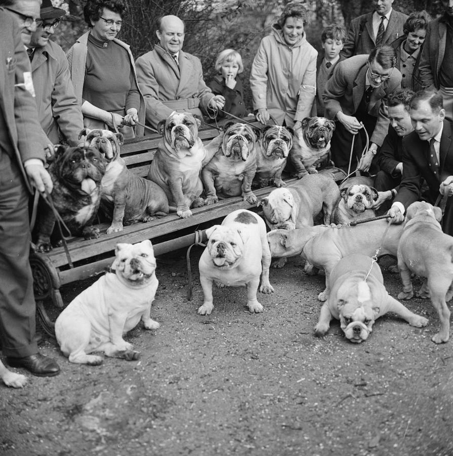 Brace Of Bulldogs Photograph by Ronald Dumont