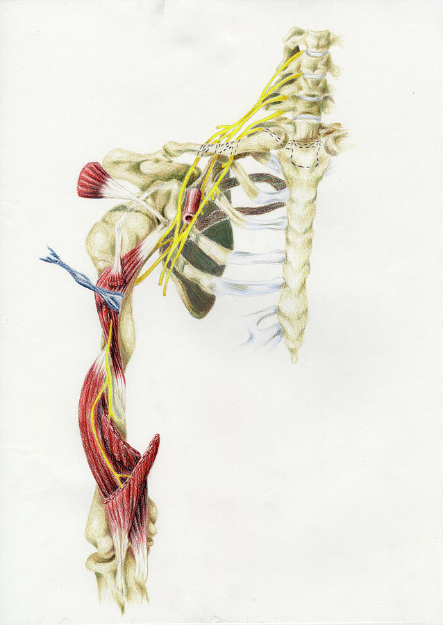 Brachial Plexus Painting - Brachial Plexus by Lucy Loo Wales